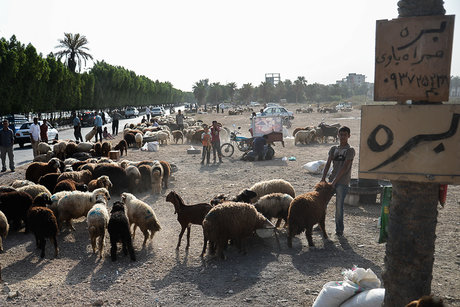 دامهای سبزوار گرسنه‌اند
